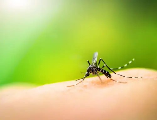 Dengue-Fieber Impfung ab sofort verfügbar
